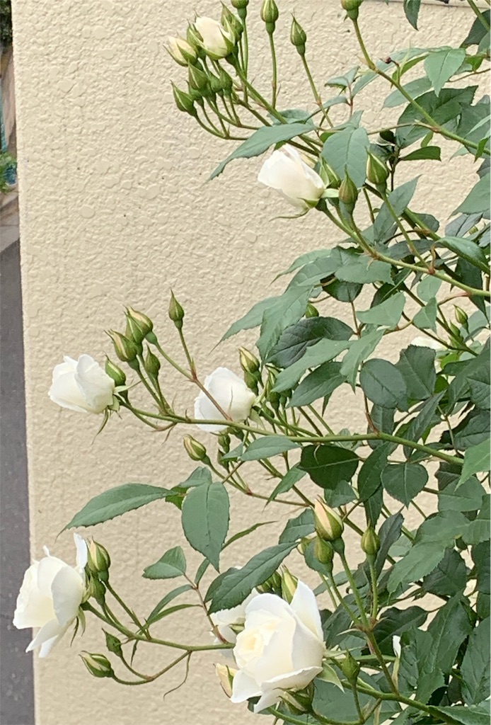 f:id:sarees:20190514105257j:image