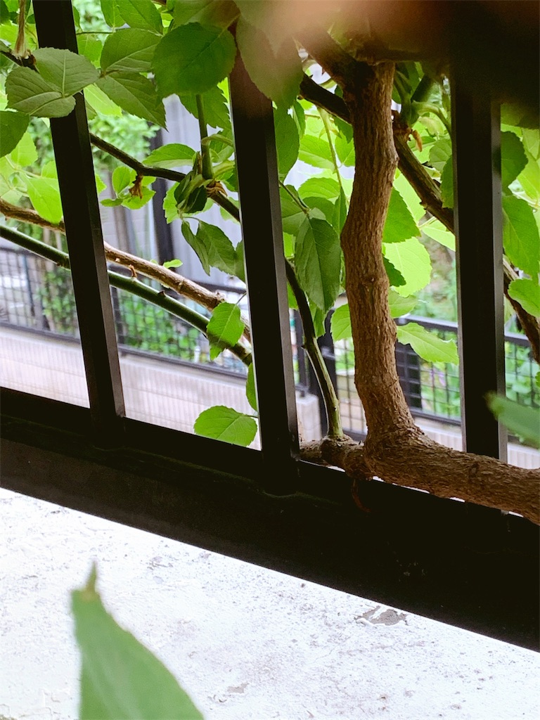 f:id:sarees:20190514113856j:image