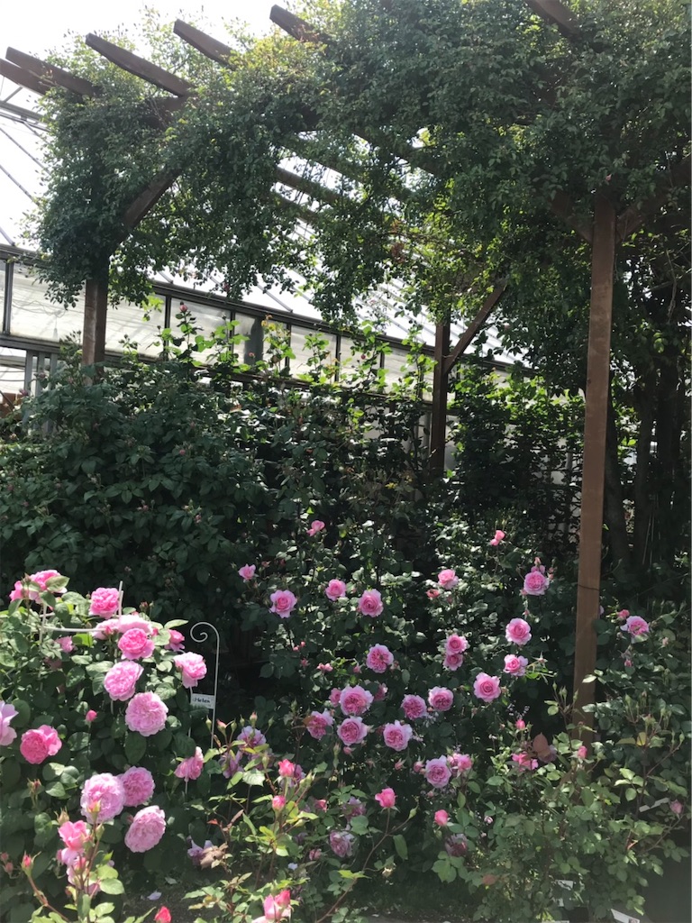 f:id:sarees:20190514181604j:image