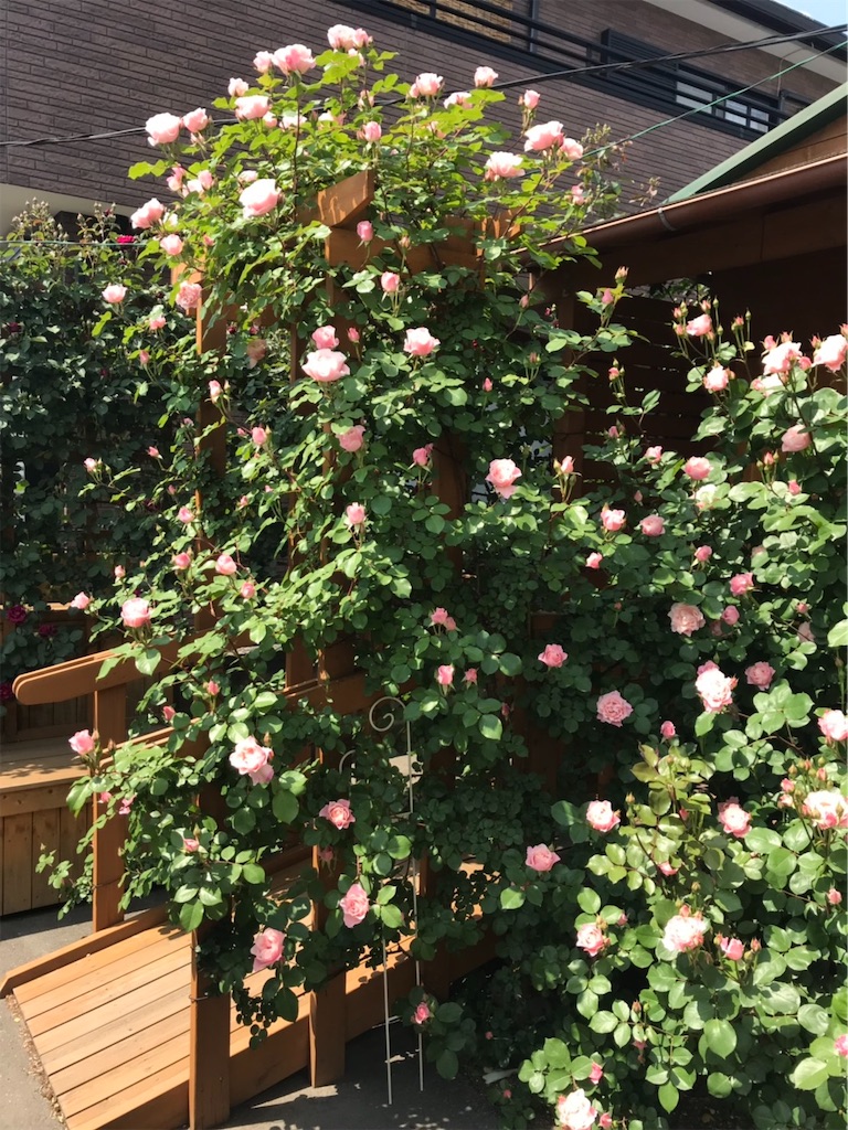 f:id:sarees:20190514181647j:image