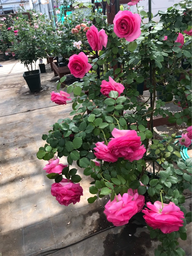 f:id:sarees:20190514192342j:image