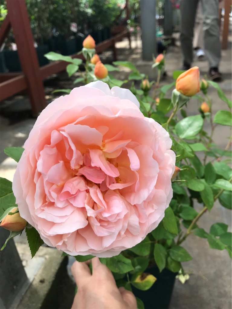 f:id:sarees:20190514192413j:image