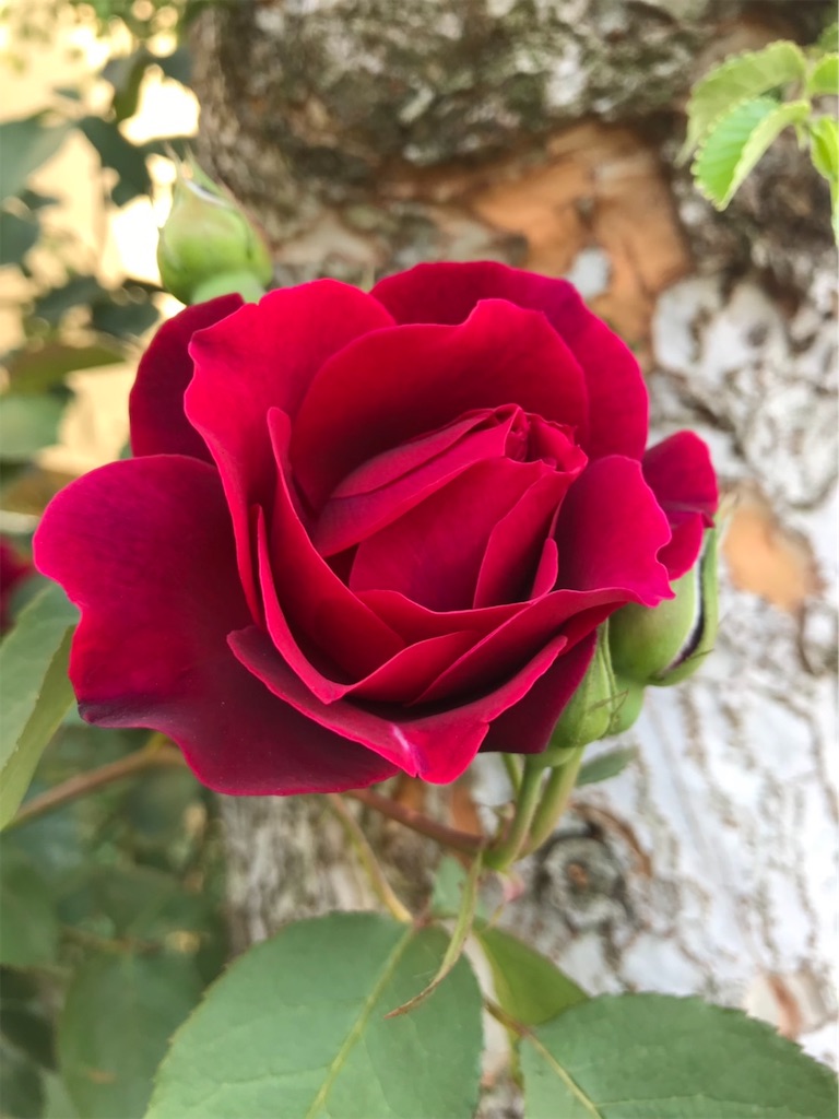 f:id:sarees:20190514192644j:image