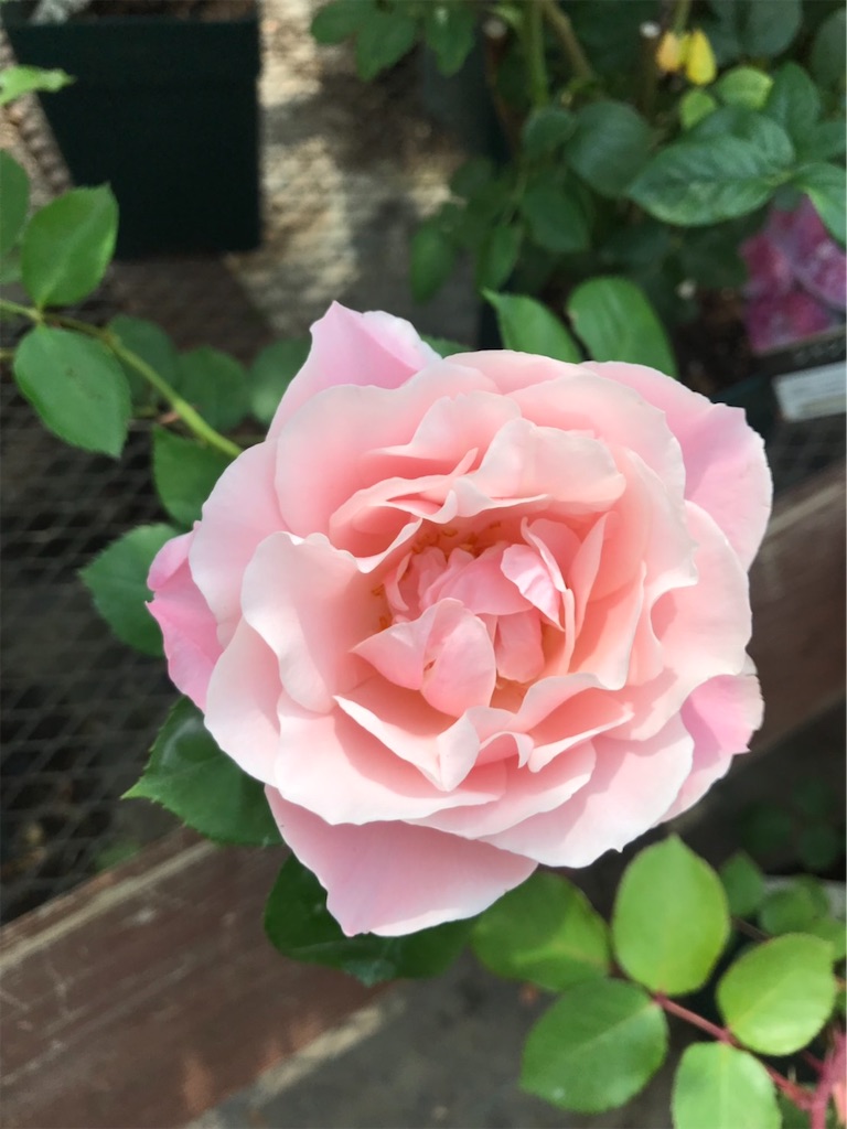 f:id:sarees:20190514192650j:image