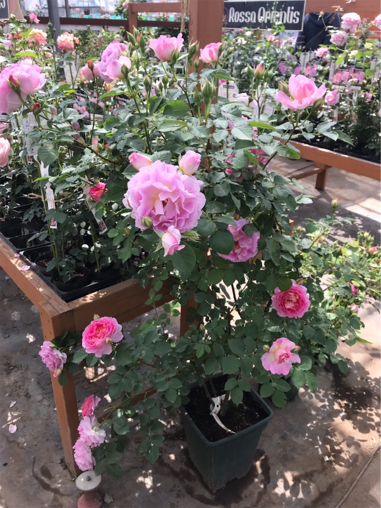 f:id:sarees:20190514192653j:image