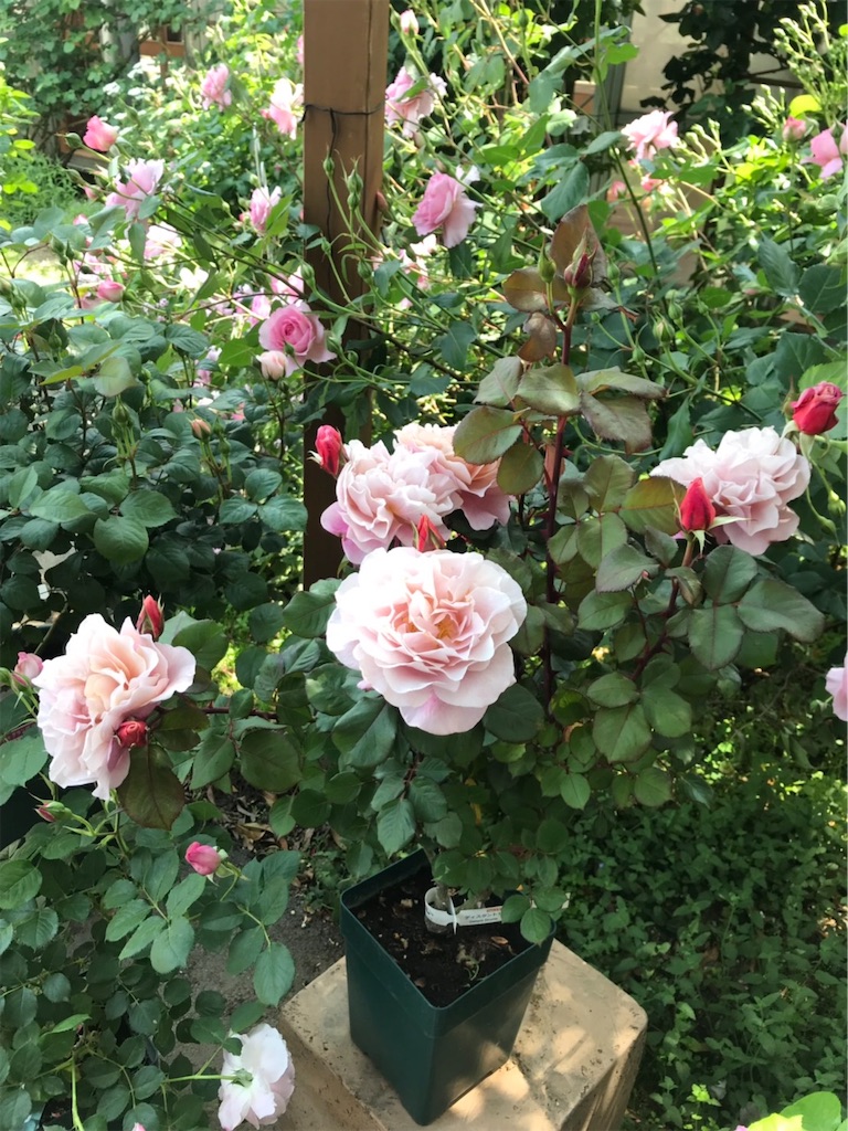 f:id:sarees:20190514192705j:image