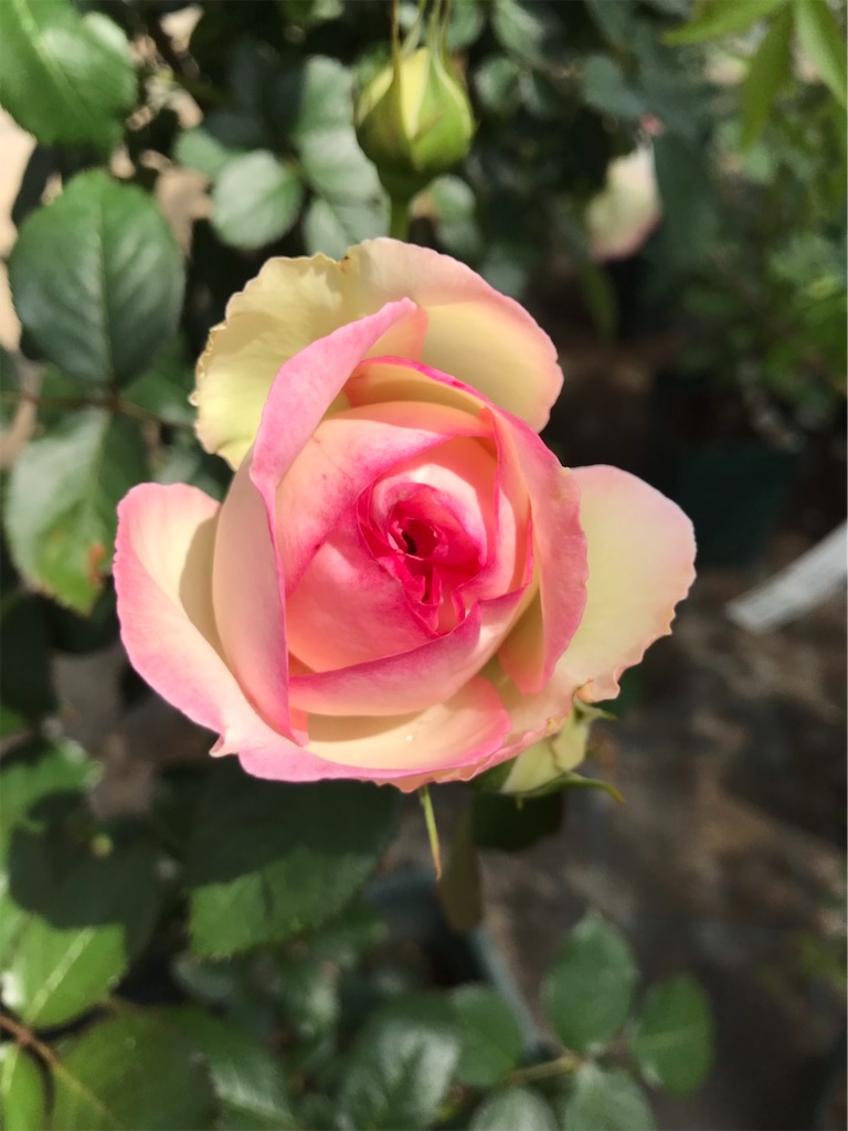 f:id:sarees:20190514192708j:image