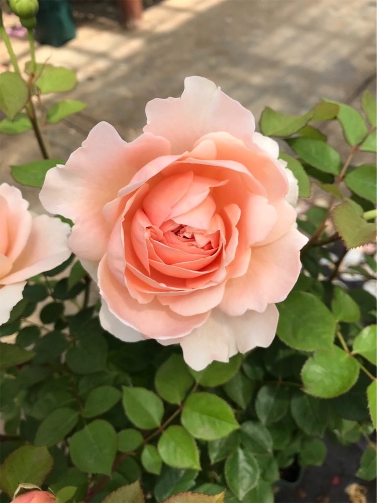 f:id:sarees:20190514192714j:image