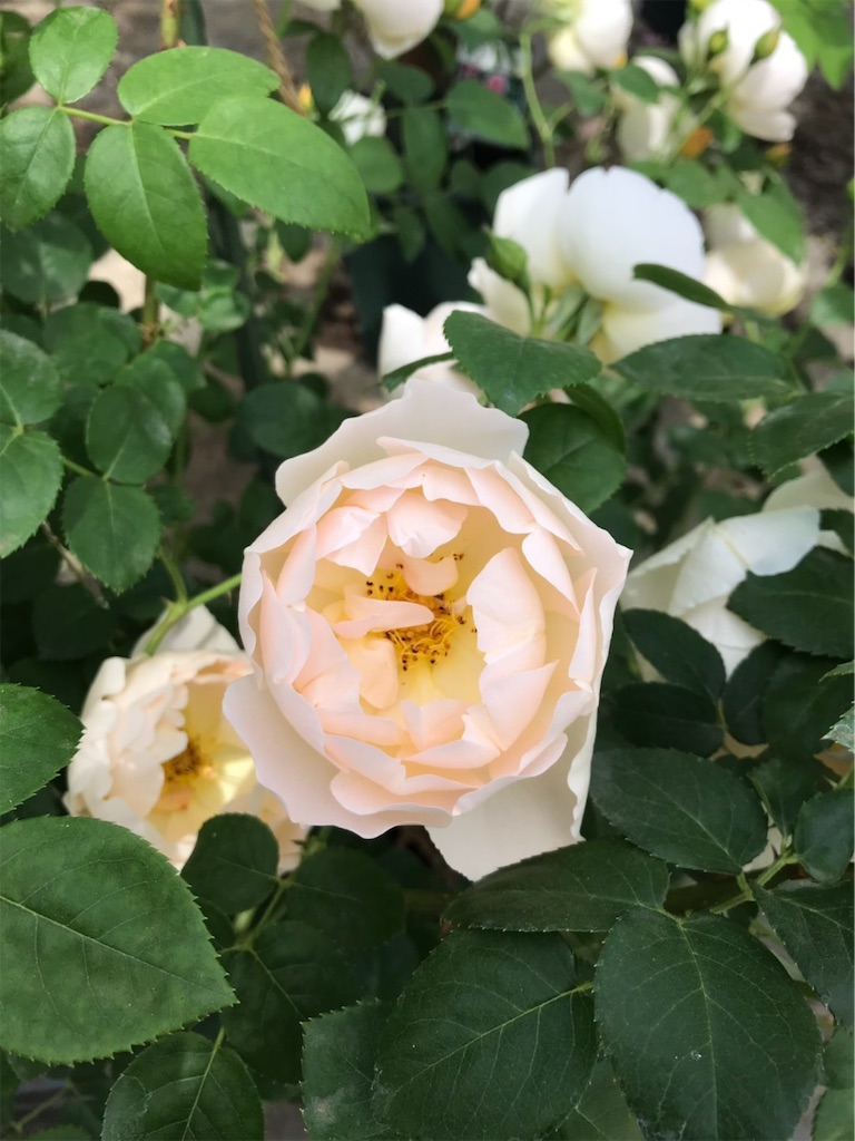 f:id:sarees:20190514192718j:image