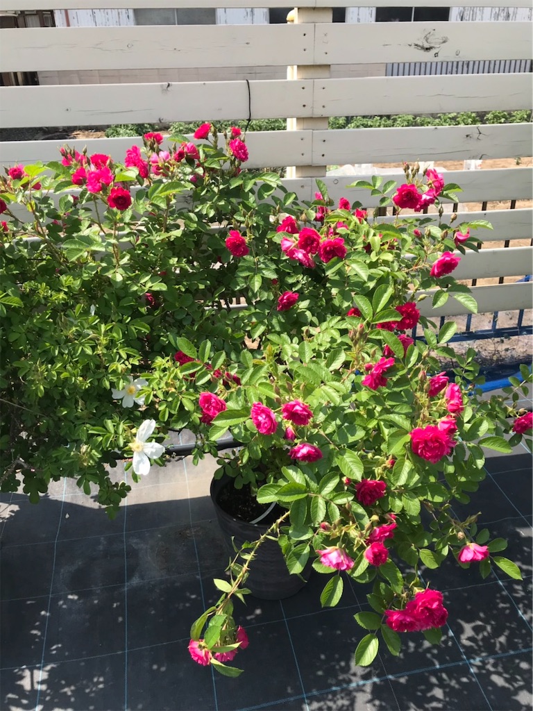 f:id:sarees:20190514192724j:image