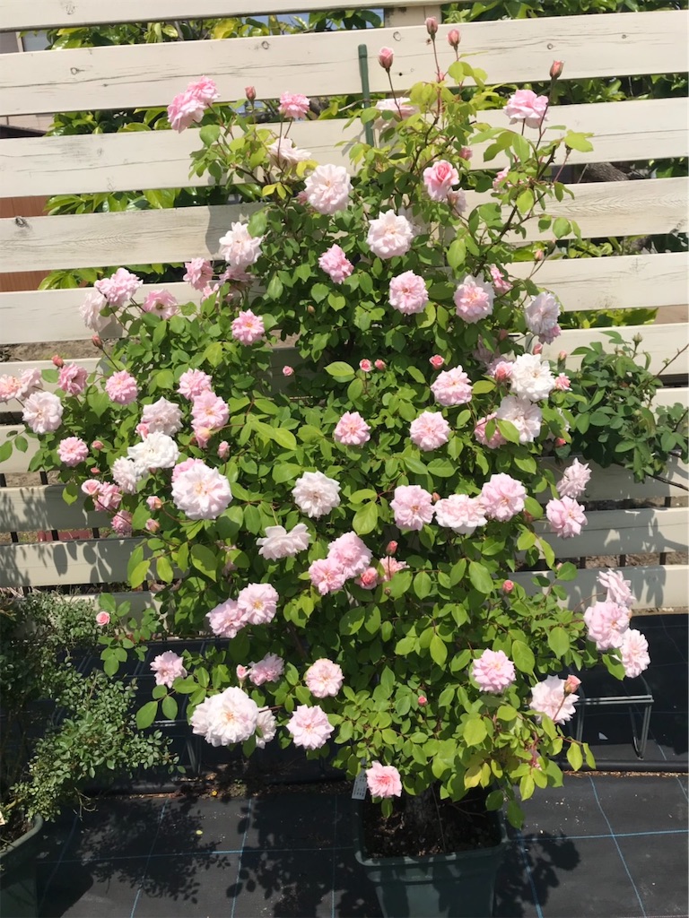 f:id:sarees:20190514192727j:image