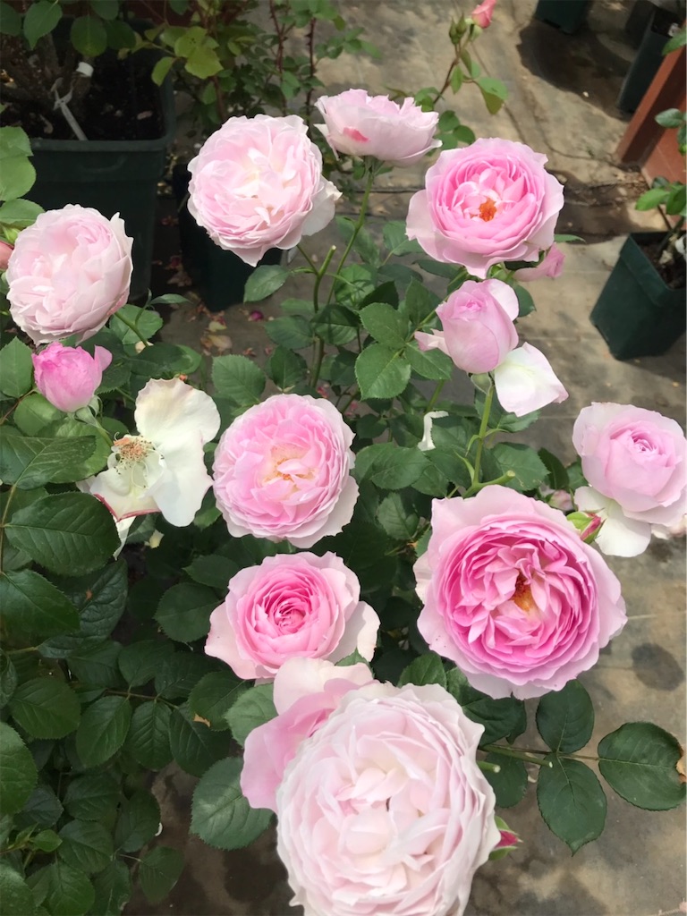 f:id:sarees:20190514192733j:image