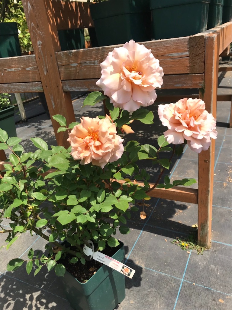 f:id:sarees:20190514192752j:image