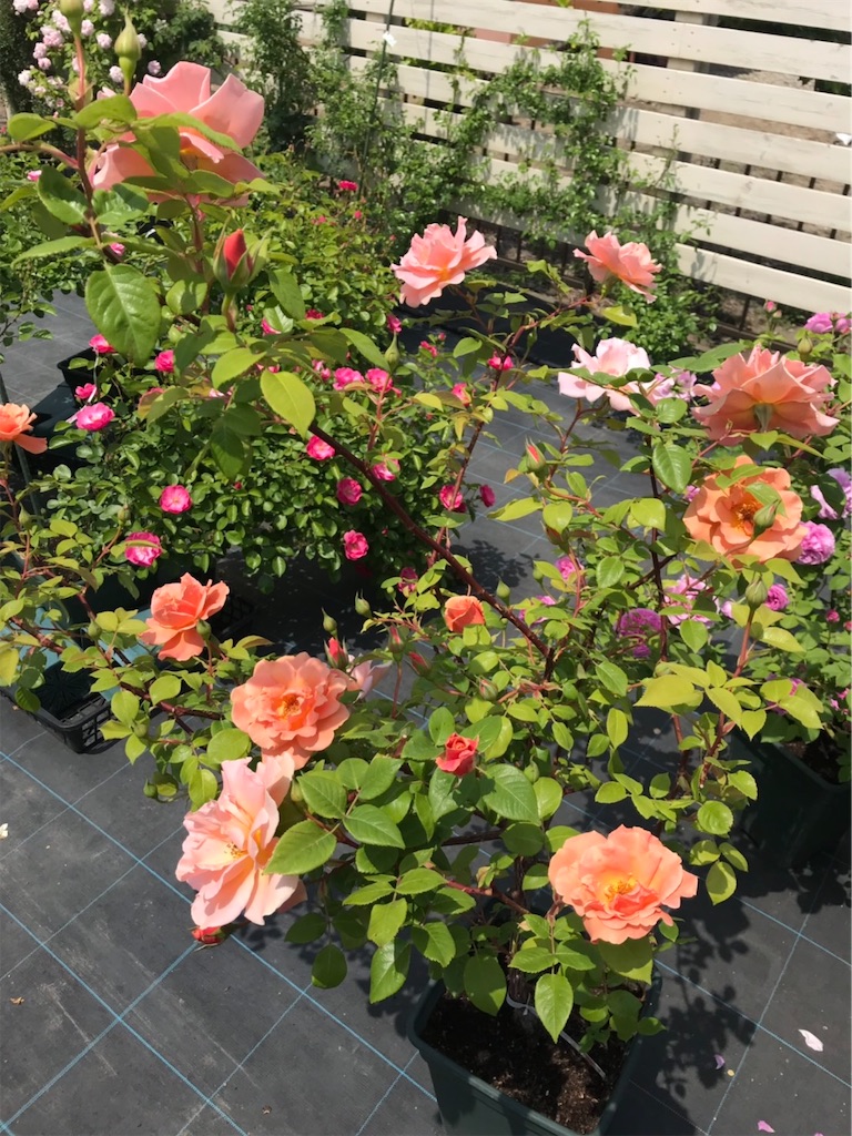 f:id:sarees:20190514192755j:image