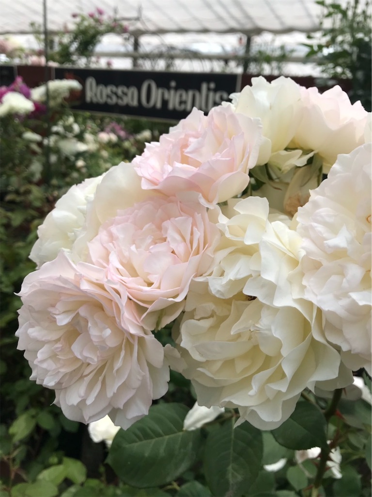 f:id:sarees:20190514192802j:image