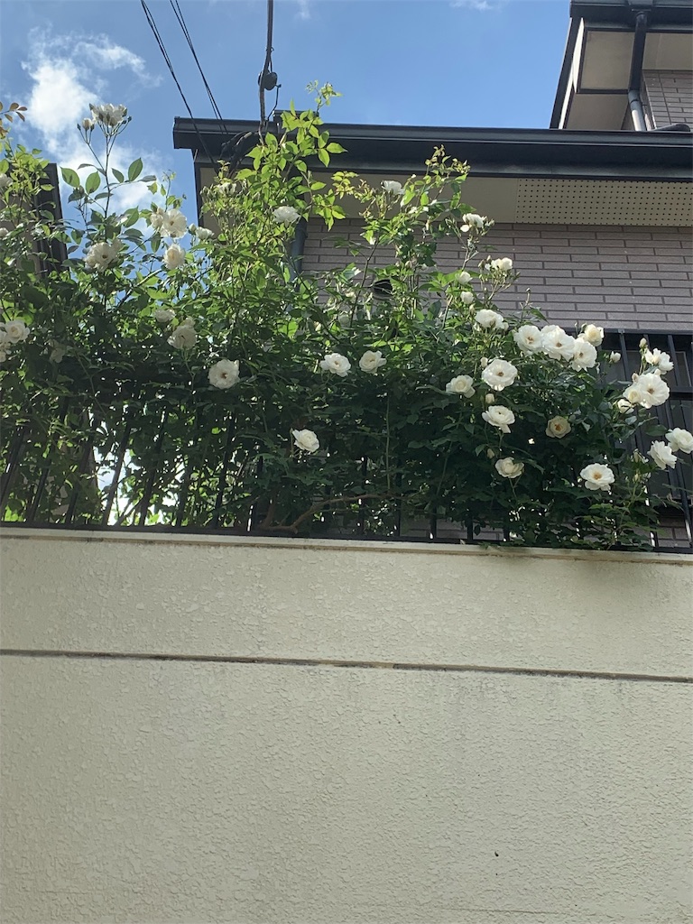 f:id:sarees:20190516100147j:image