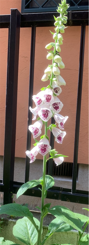 f:id:sarees:20190518113125j:image