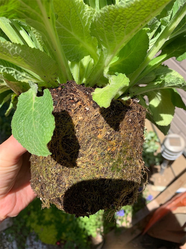 f:id:sarees:20190518113535j:image