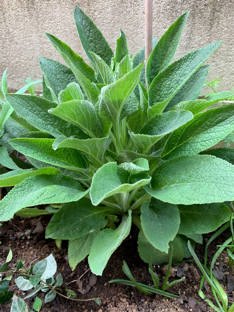 f:id:sarees:20190518114427j:image