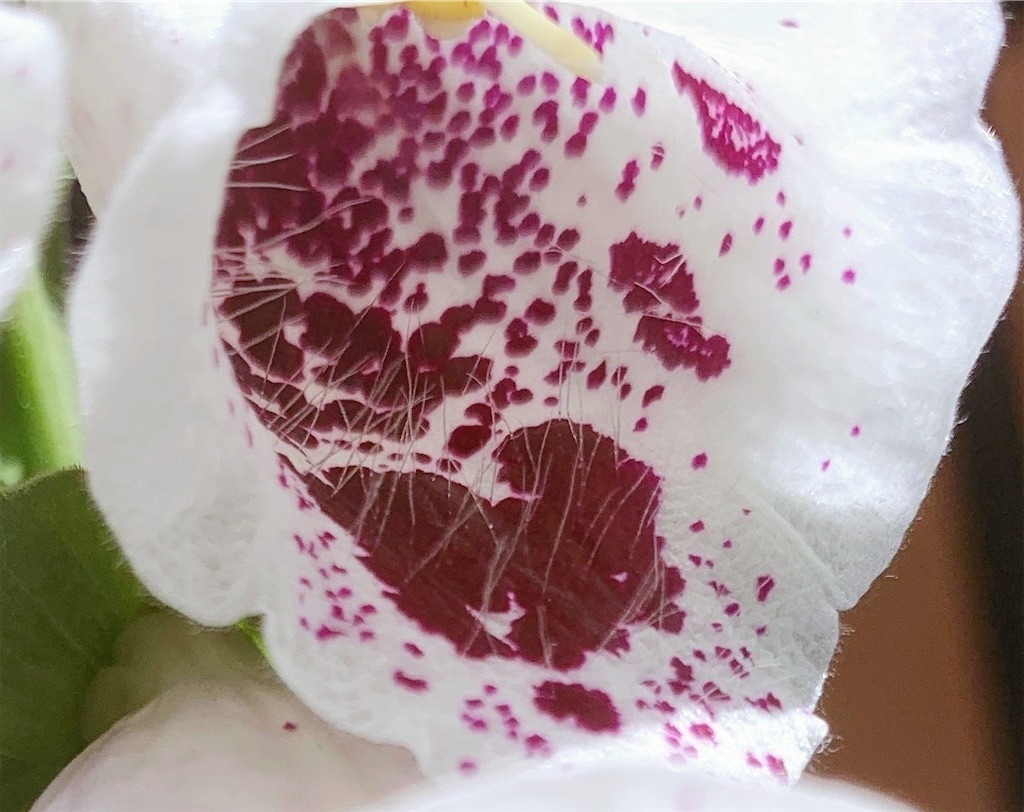 f:id:sarees:20190518142227j:image