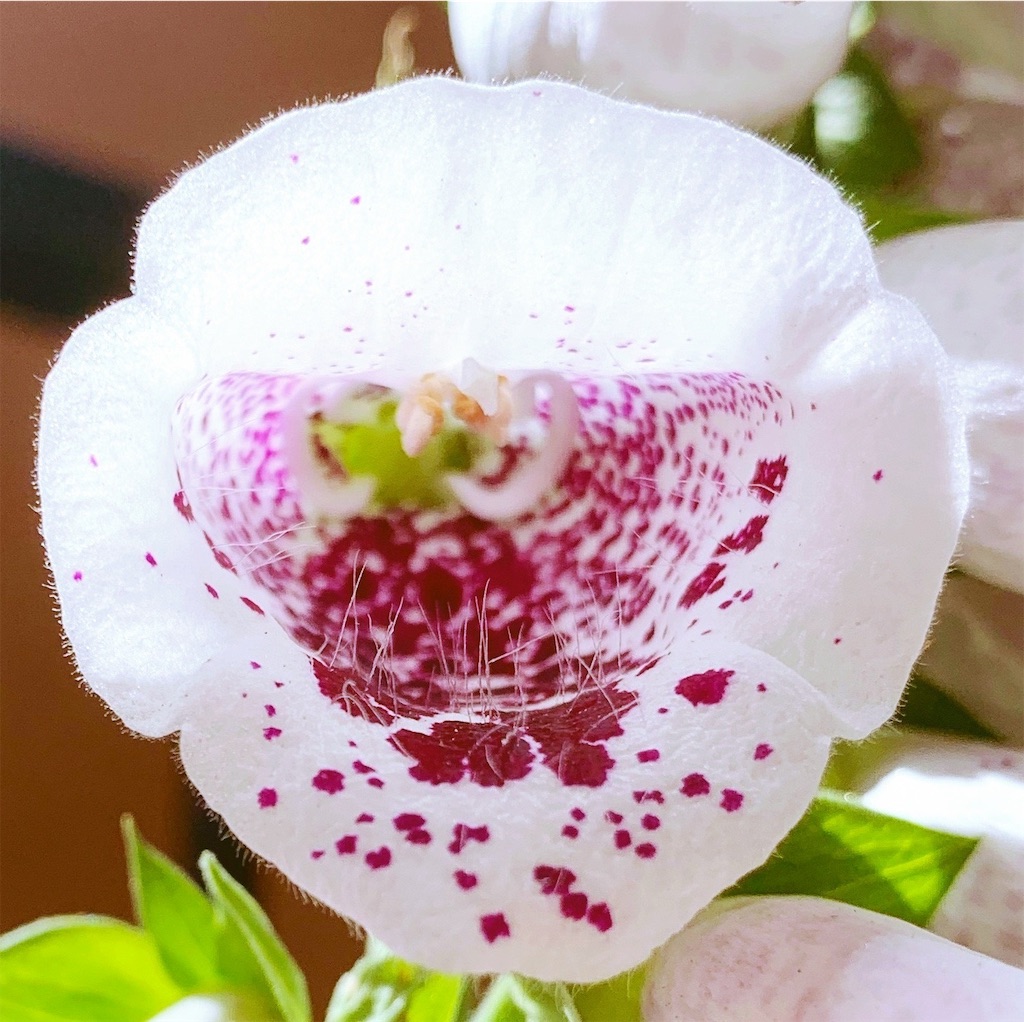 f:id:sarees:20190519100632j:image