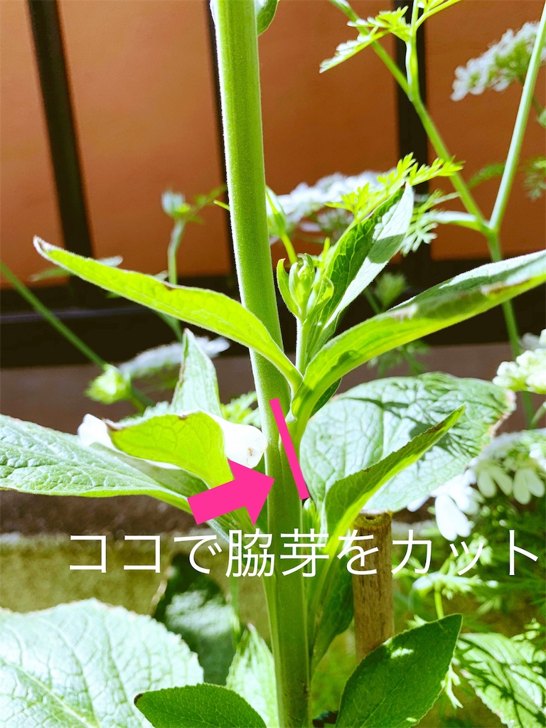 f:id:sarees:20190519100931j:image