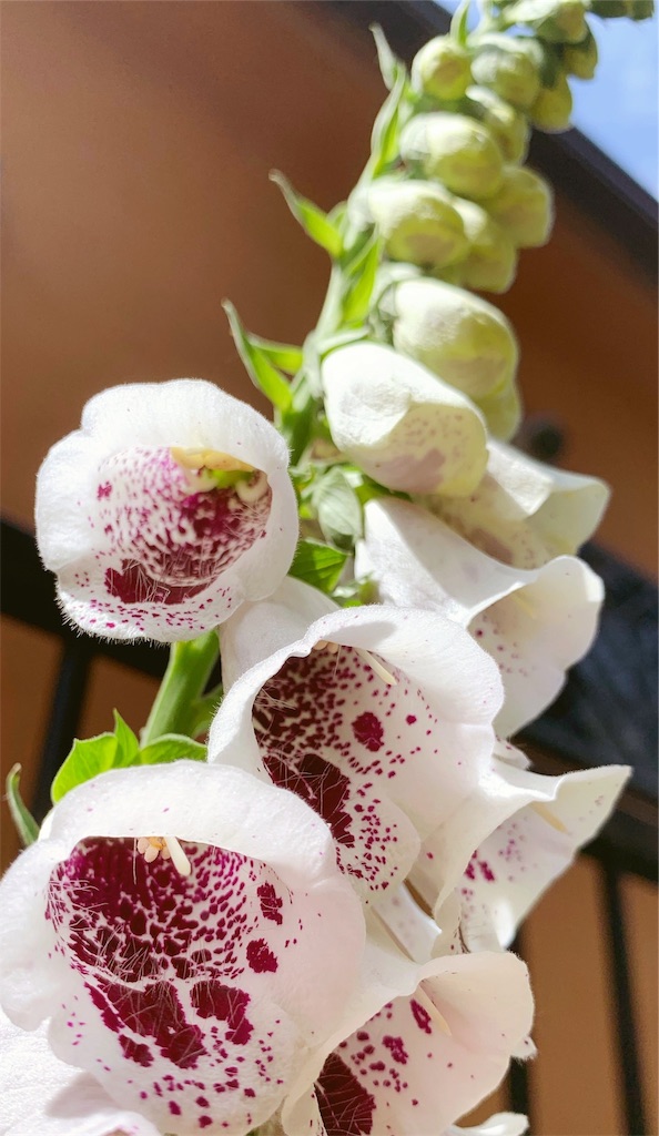 f:id:sarees:20190519102040j:image