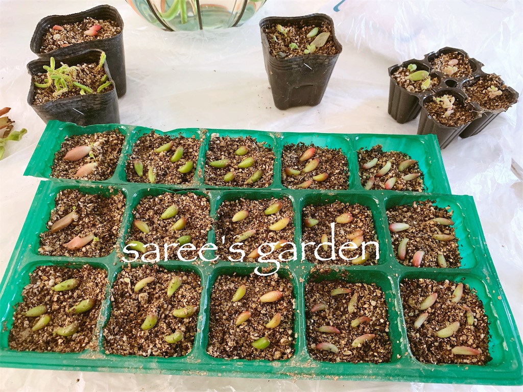 f:id:sarees:20190522172949j:image