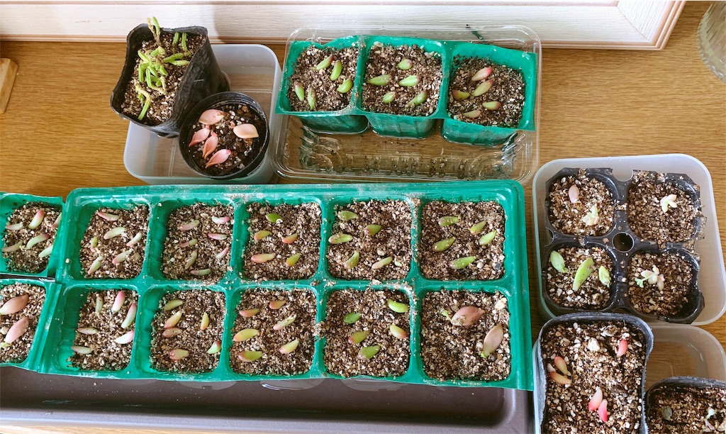 f:id:sarees:20190522173015j:image