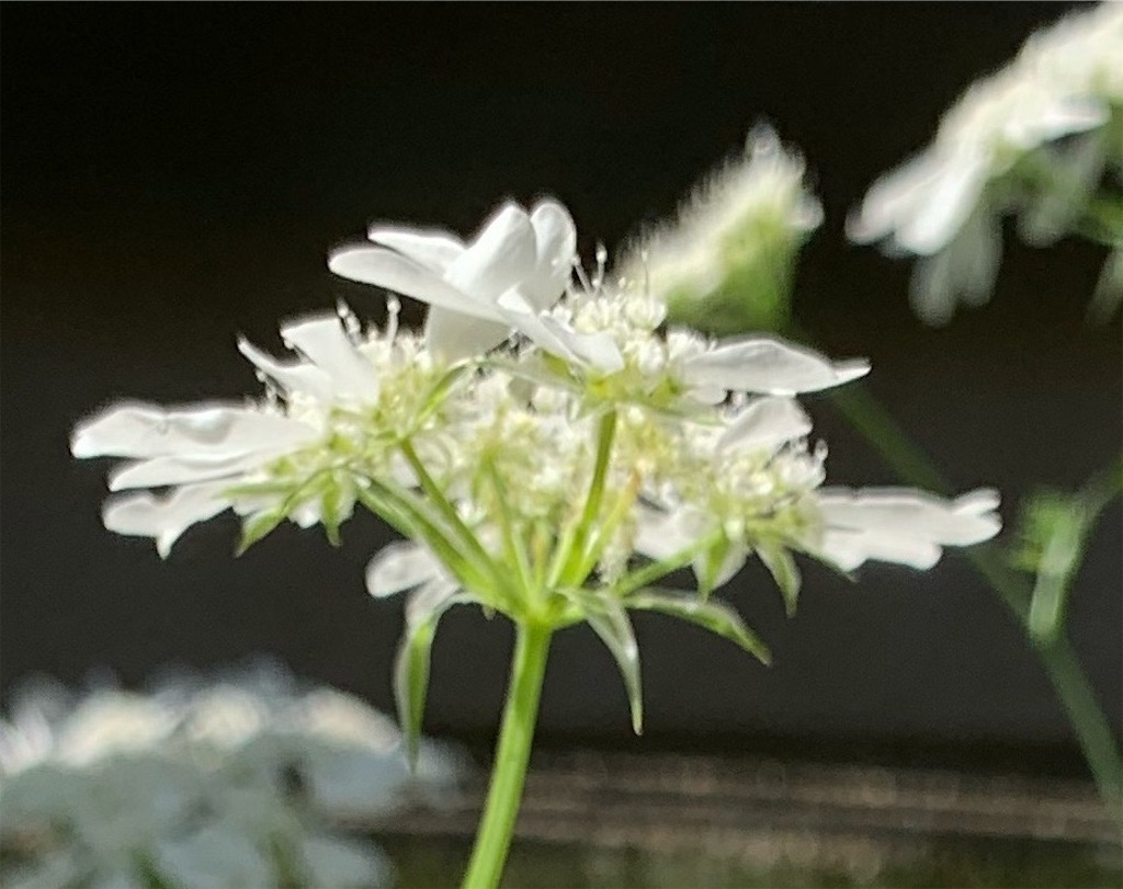 f:id:sarees:20190526110536j:image