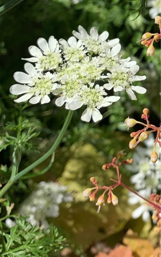 f:id:sarees:20190526110602j:image