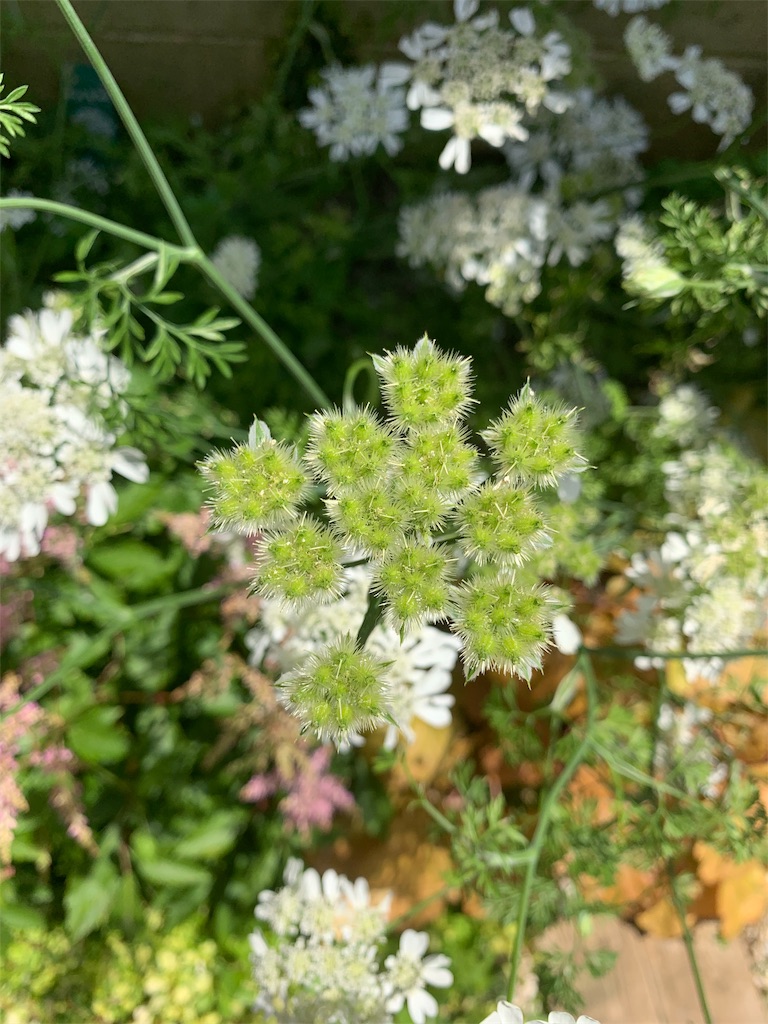 f:id:sarees:20190526152023j:image