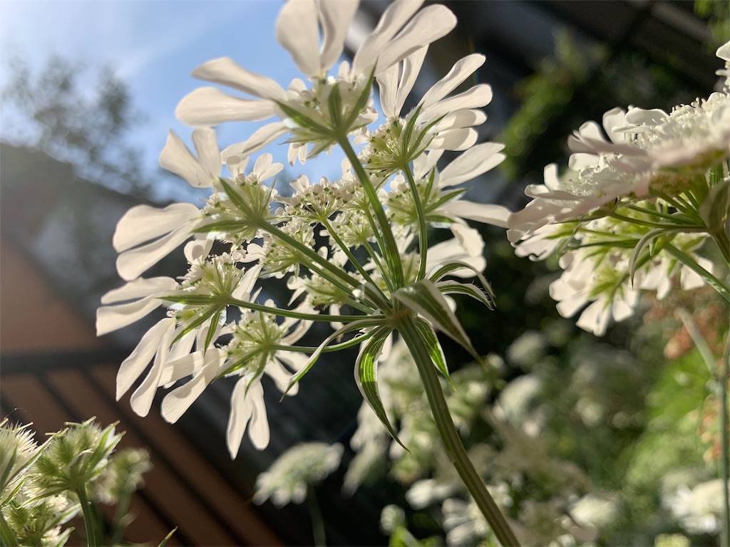 f:id:sarees:20190526161252j:image