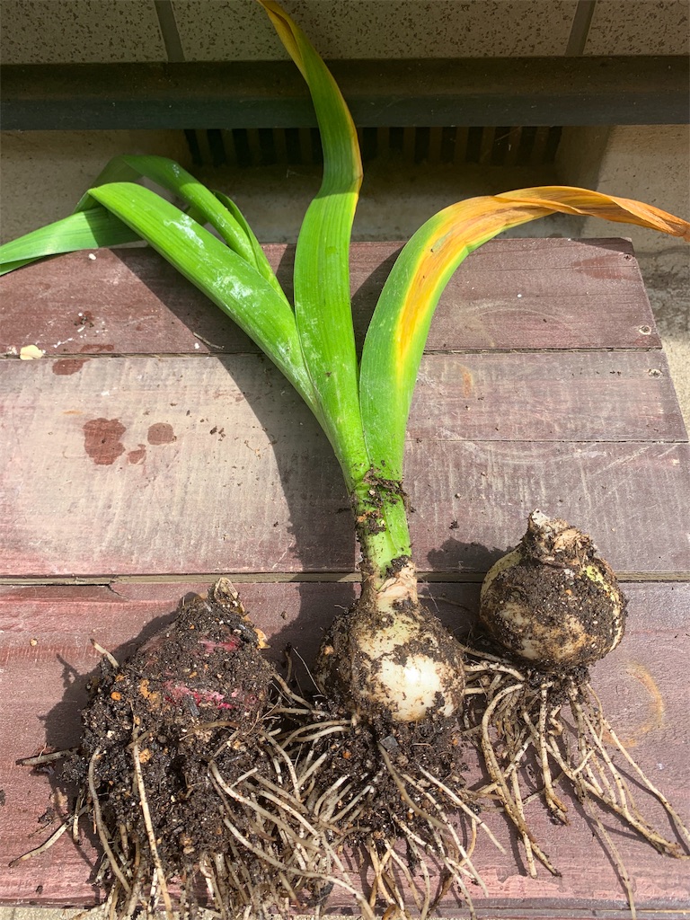 f:id:sarees:20190528105806j:image