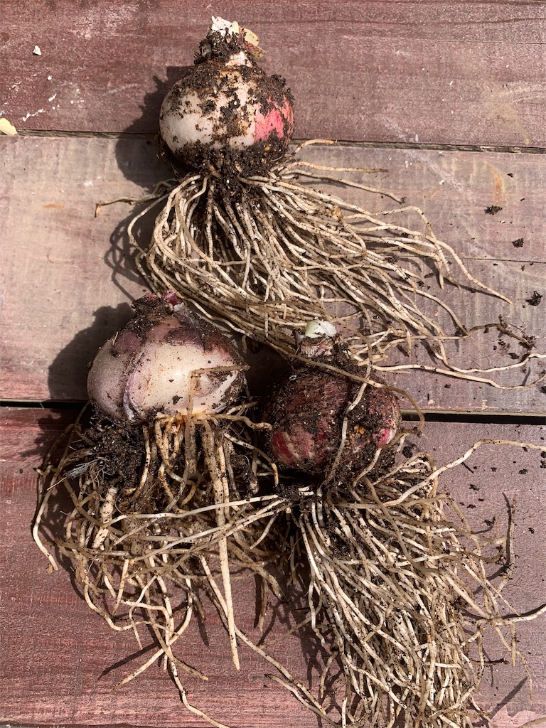 f:id:sarees:20190528110856j:image