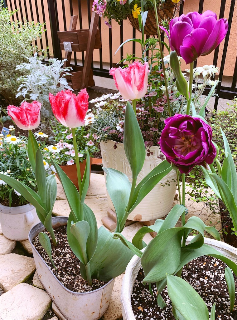 f:id:sarees:20190530100209j:image