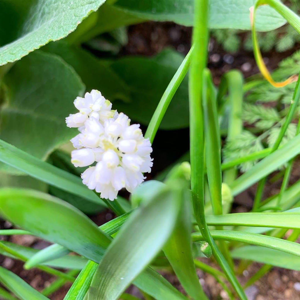 f:id:sarees:20190530100301j:image