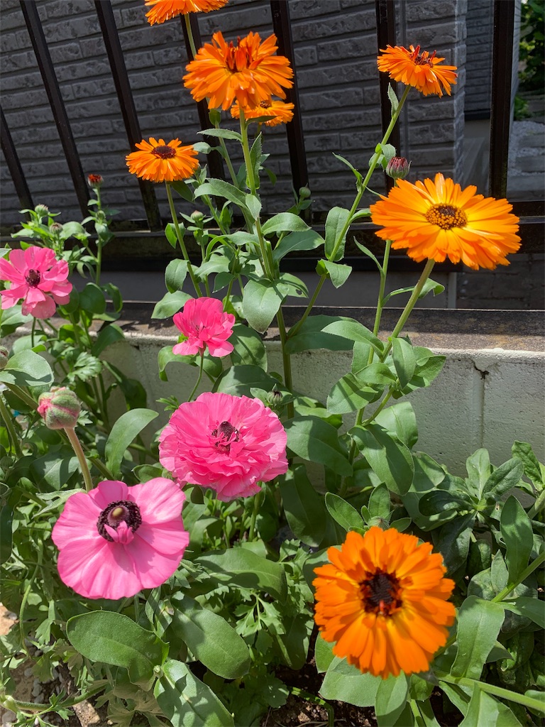 f:id:sarees:20190530100327j:image