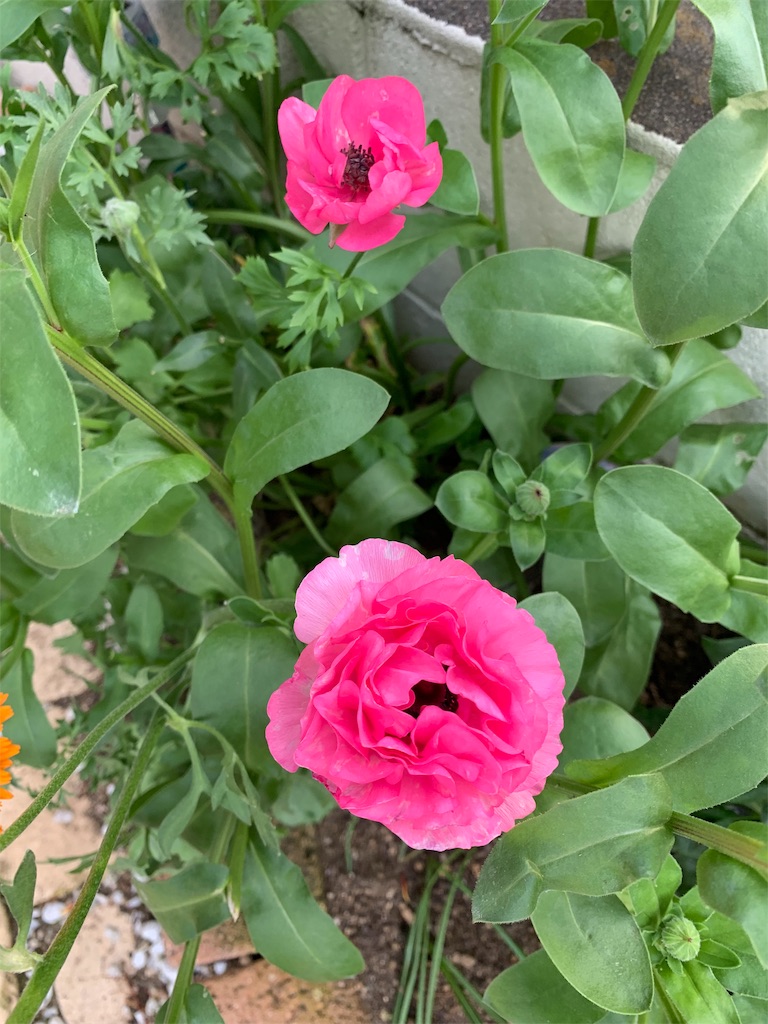 f:id:sarees:20190530100330j:image