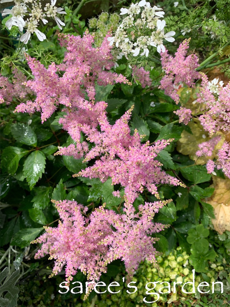 f:id:sarees:20190604091331j:image