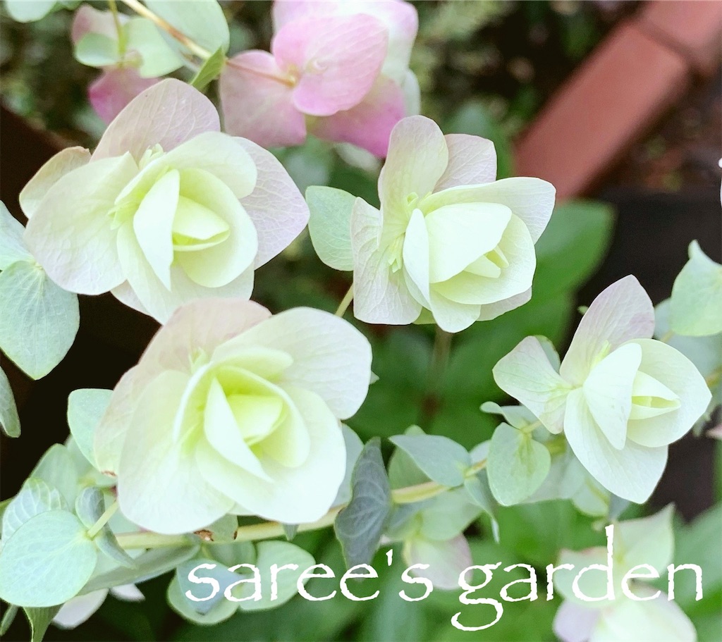 f:id:sarees:20190608123442j:image