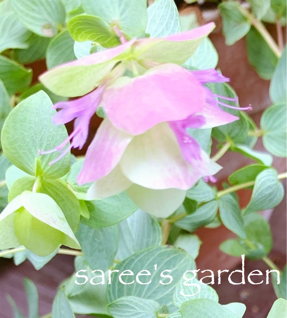 f:id:sarees:20190608123538j:image