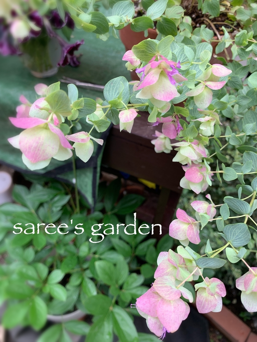 f:id:sarees:20190608161516j:plain