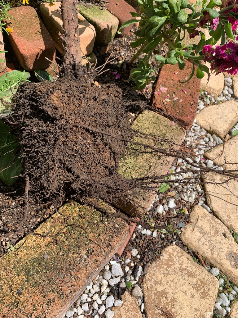 f:id:sarees:20190612195133j:image