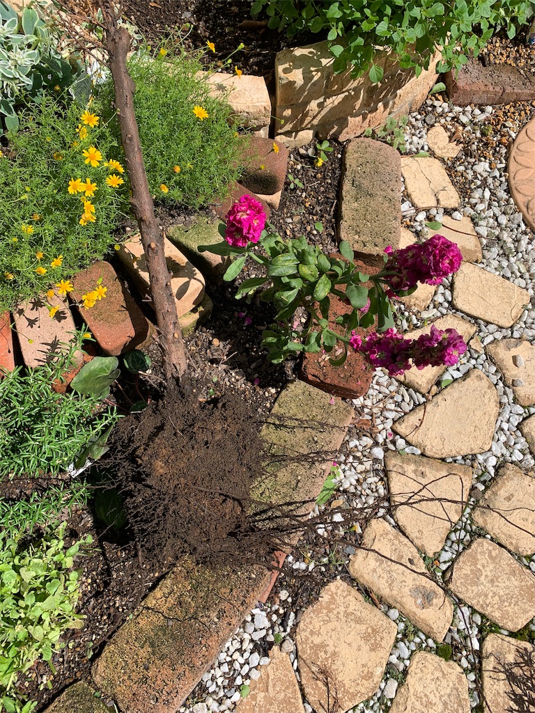 f:id:sarees:20190612195146j:image