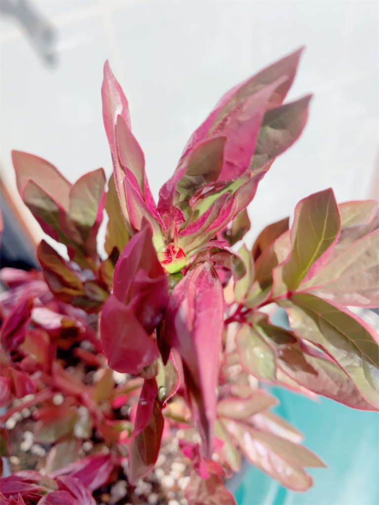 f:id:sarees:20200305131556j:image