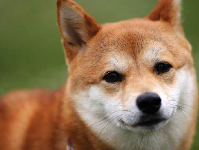 愛犬のための知識 寒い季節に多い犬の病気 犬を知る 獣医さんのブログ 愛犬のための知識 寒い季節に多い犬の病気 犬を知る 獣医さんのブログ