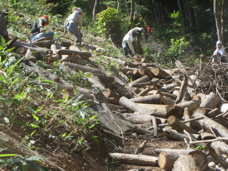 f:id:saruhanatree:20140920114152j:image:w640:right