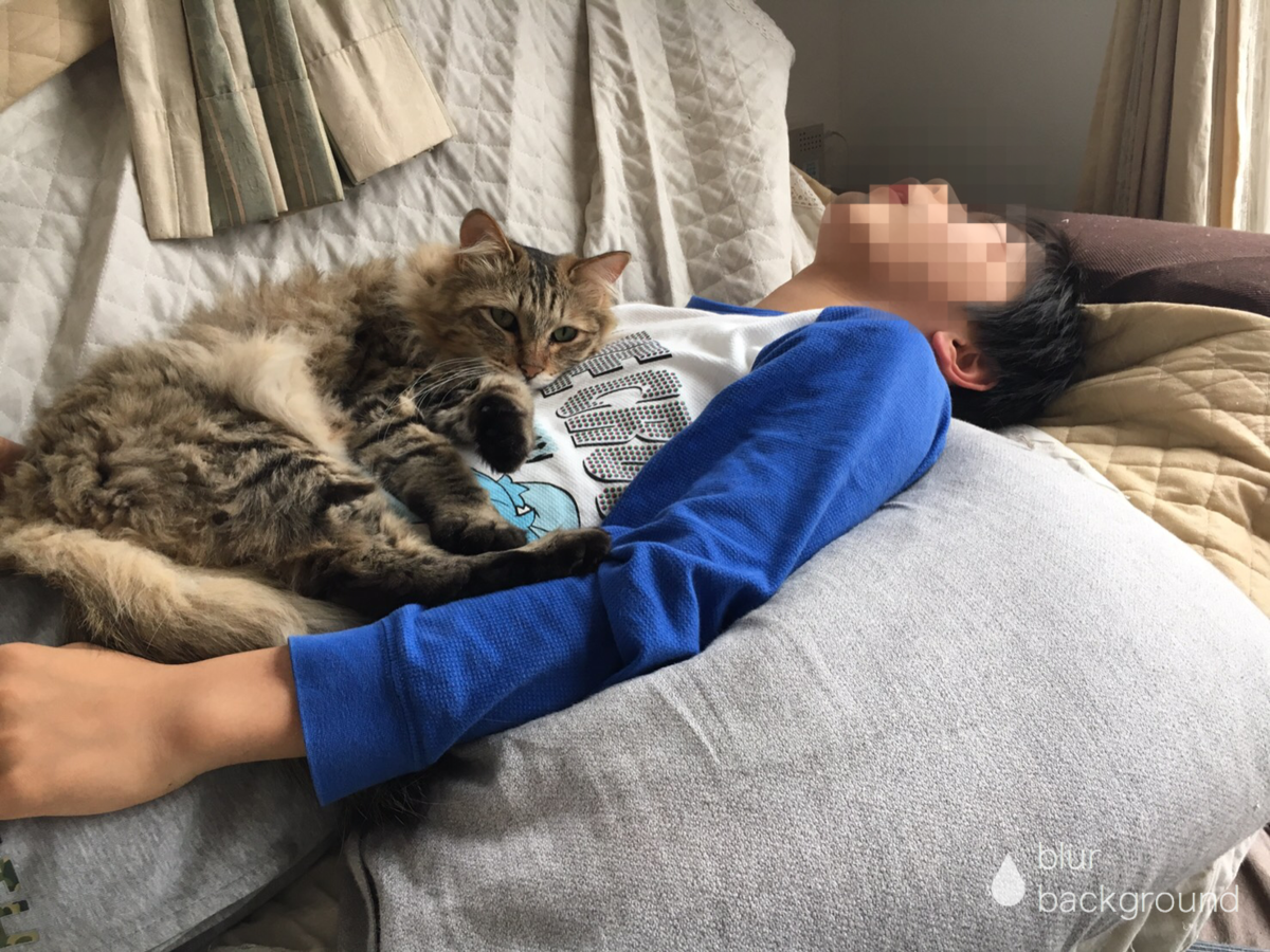 f:id:sarukenn:20190618195109p:plain f:id:sarukenn:20190618195109p:plain