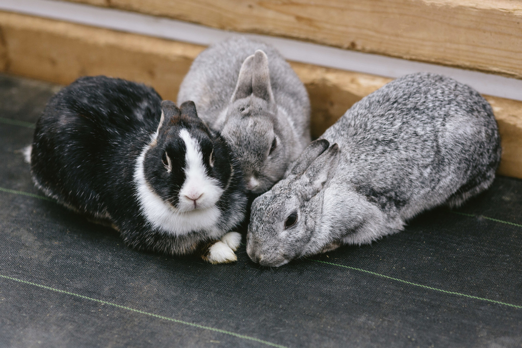 f:id:sarukun-blog:20190307213638j:plain f:id:sarukun-blog:20190307213638j:plain